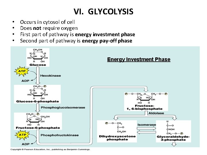 VI. GLYCOLYSIS • • Occurs in cytosol of cell Does not require oxygen First