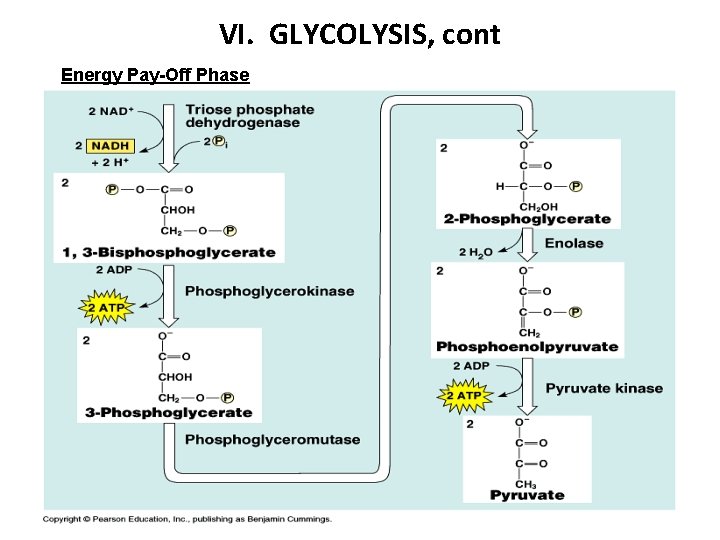 VI. GLYCOLYSIS, cont Energy Pay-Off Phase 