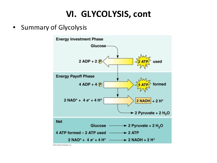 VI. GLYCOLYSIS, cont • Summary of Glycolysis 