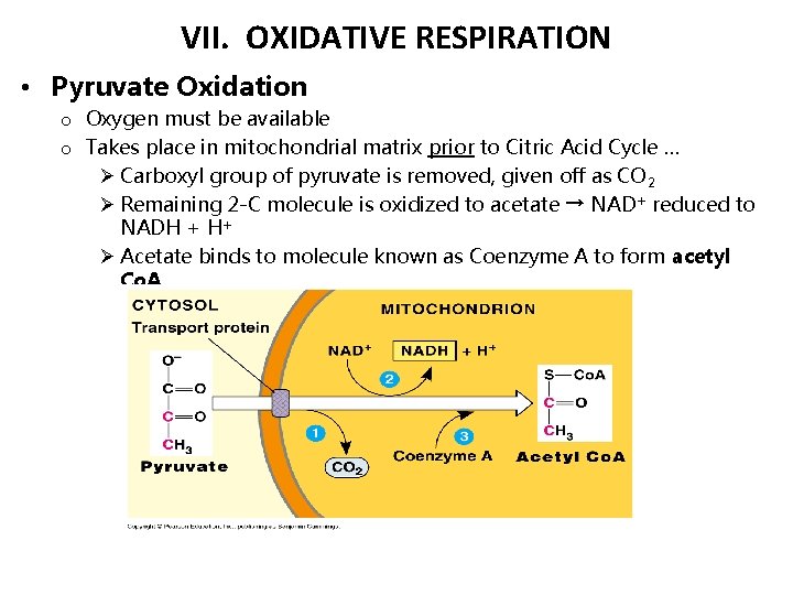 VII. OXIDATIVE RESPIRATION • Pyruvate Oxidation o Oxygen must be available o Takes place