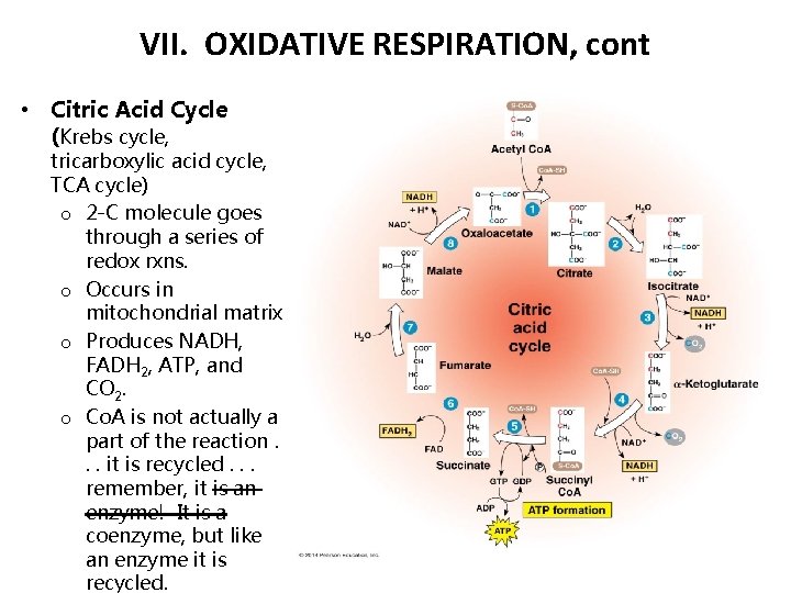 VII. OXIDATIVE RESPIRATION, cont • Citric Acid Cycle (Krebs cycle, tricarboxylic acid cycle, TCA