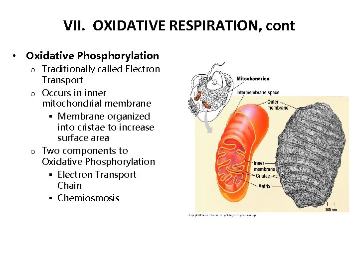VII. OXIDATIVE RESPIRATION, cont • Oxidative Phosphorylation o Traditionally called Electron Transport o Occurs