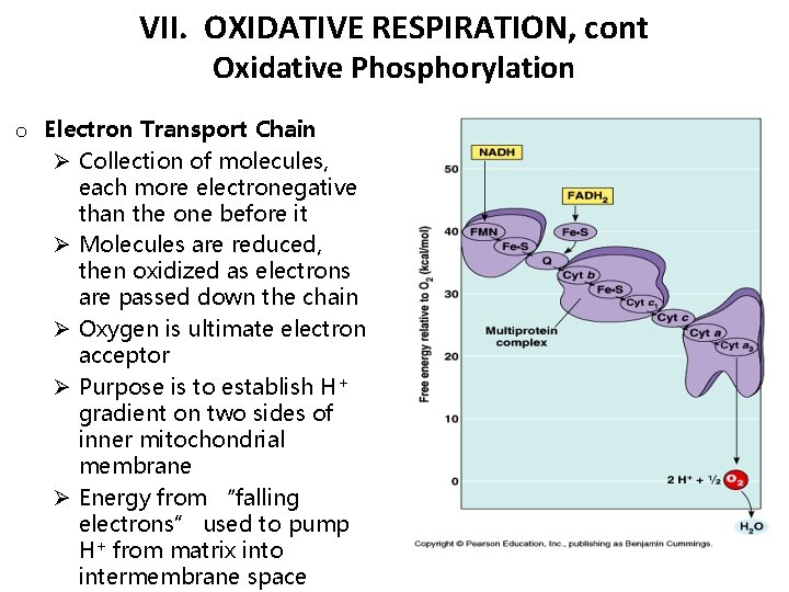 VII. OXIDATIVE RESPIRATION, cont Oxidative Phosphorylation o Electron Transport Chain Ø Collection of molecules,
