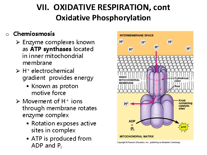 VII. OXIDATIVE RESPIRATION, cont Oxidative Phosphorylation o Chemiosmosis Ø Enzyme complexes known as ATP