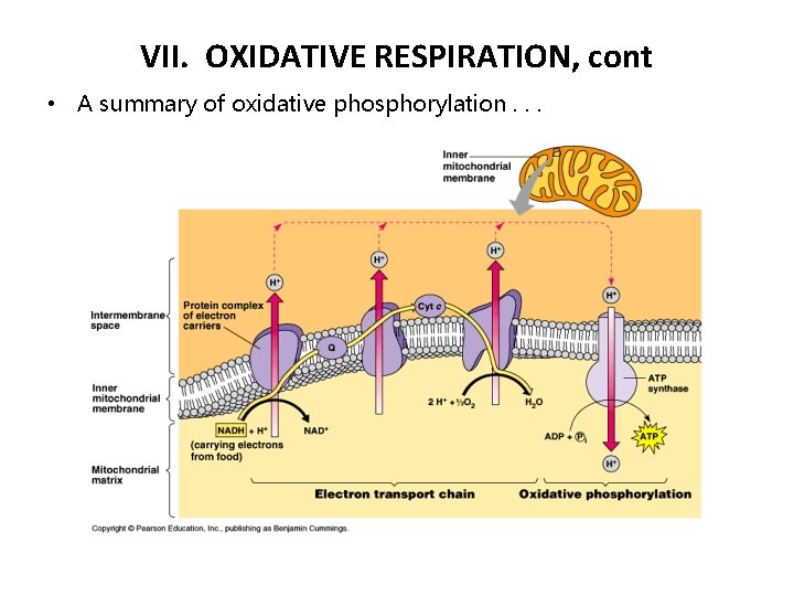 VII. OXIDATIVE RESPIRATION, cont • A summary of oxidative phosphorylation. . . 