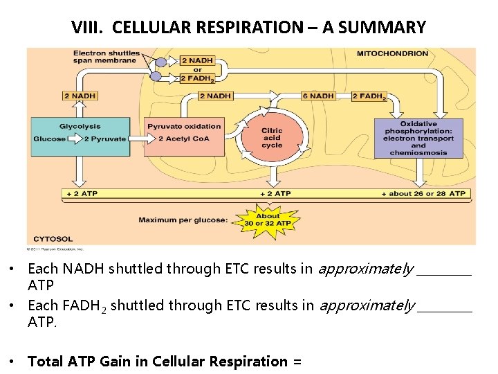 VIII. CELLULAR RESPIRATION – A SUMMARY • Each NADH shuttled through ETC results in