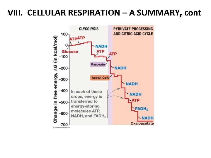 VIII. CELLULAR RESPIRATION – A SUMMARY, cont 