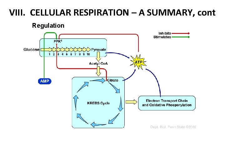 VIII. CELLULAR RESPIRATION – A SUMMARY, cont Regulation 