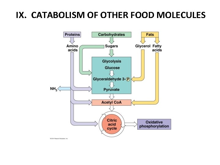 IX. CATABOLISM OF OTHER FOOD MOLECULES 