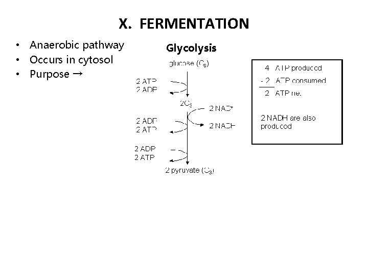 X. FERMENTATION • Anaerobic pathway • Occurs in cytosol • Purpose → Glycolysis 