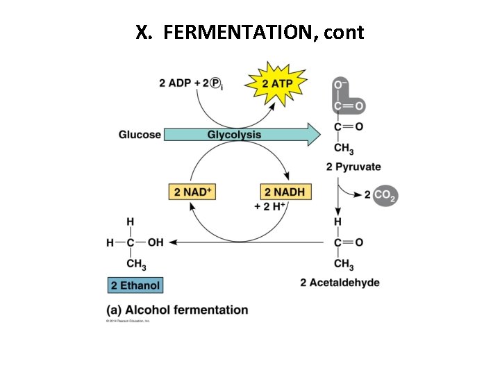 X. FERMENTATION, cont 