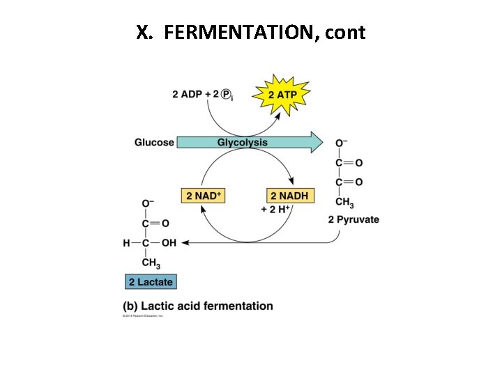 X. FERMENTATION, cont 