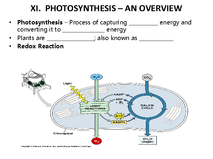 XI. PHOTOSYNTHESIS – AN OVERVIEW • Photosynthesis – Process of capturing ______ energy and