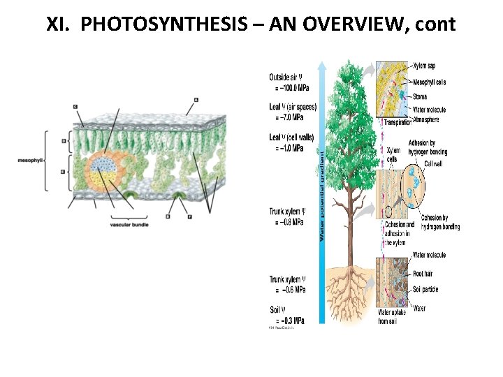 XI. PHOTOSYNTHESIS – AN OVERVIEW, cont 