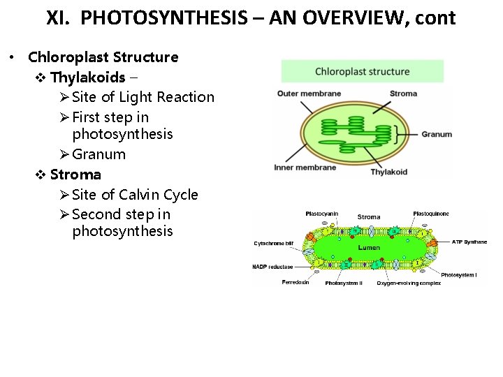 XI. PHOTOSYNTHESIS – AN OVERVIEW, cont • Chloroplast Structure v Thylakoids – Ø Site