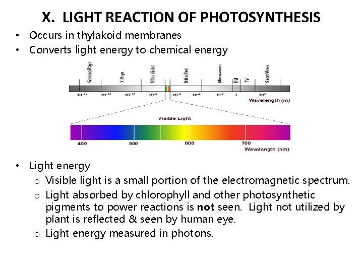 X. LIGHT REACTION OF PHOTOSYNTHESIS • Occurs in thylakoid membranes • Converts light energy