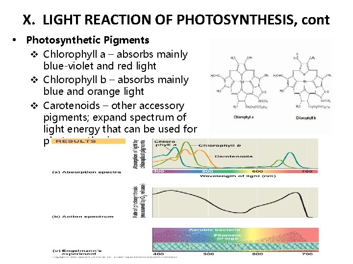 X. LIGHT REACTION OF PHOTOSYNTHESIS, cont • Photosynthetic Pigments v Chlorophyll a – absorbs