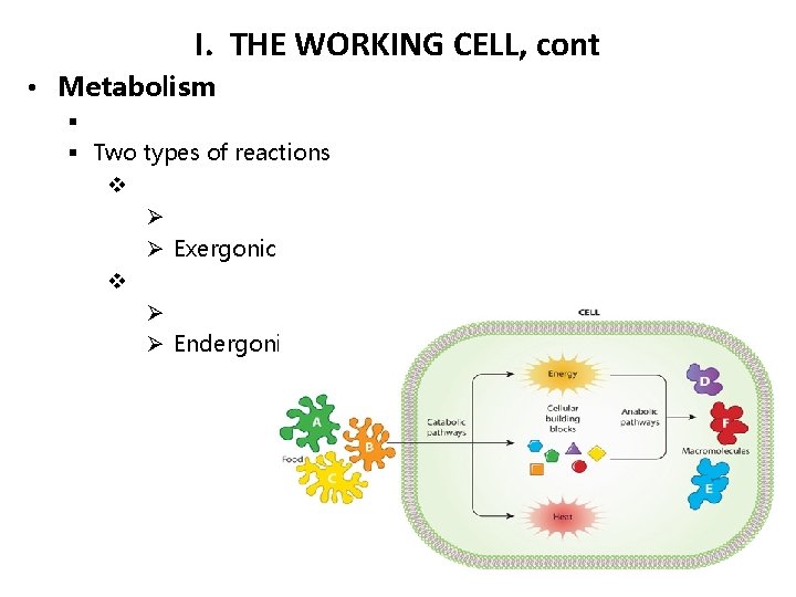 I. THE WORKING CELL, cont • Metabolism § § Two types of reactions v