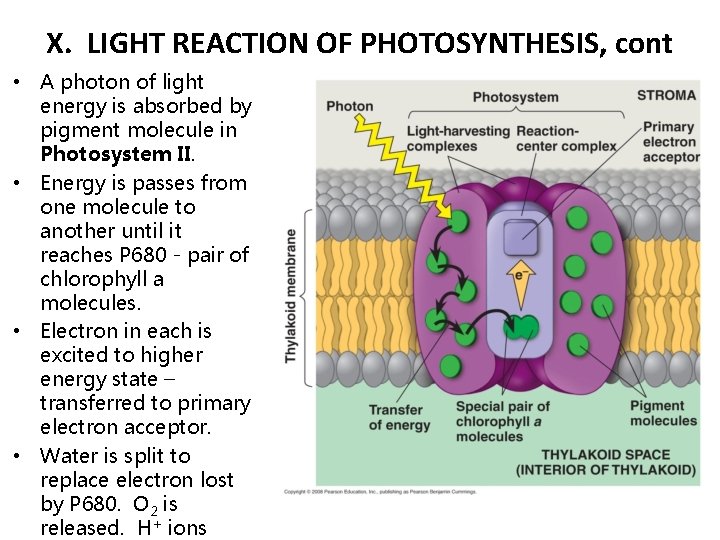X. LIGHT REACTION OF PHOTOSYNTHESIS, cont • A photon of light energy is absorbed