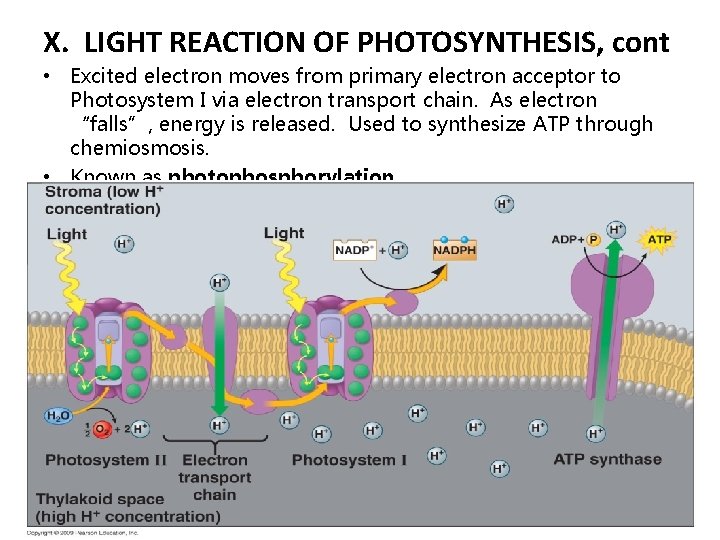 X. LIGHT REACTION OF PHOTOSYNTHESIS, cont • Excited electron moves from primary electron acceptor