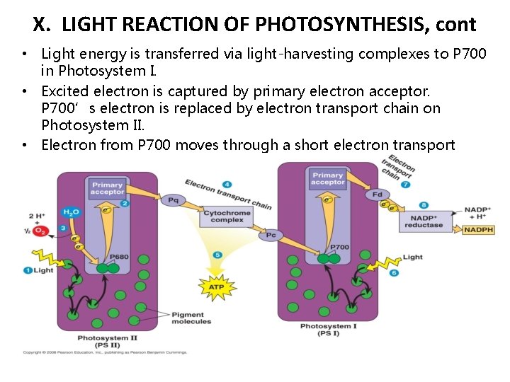 X. LIGHT REACTION OF PHOTOSYNTHESIS, cont • Light energy is transferred via light-harvesting complexes