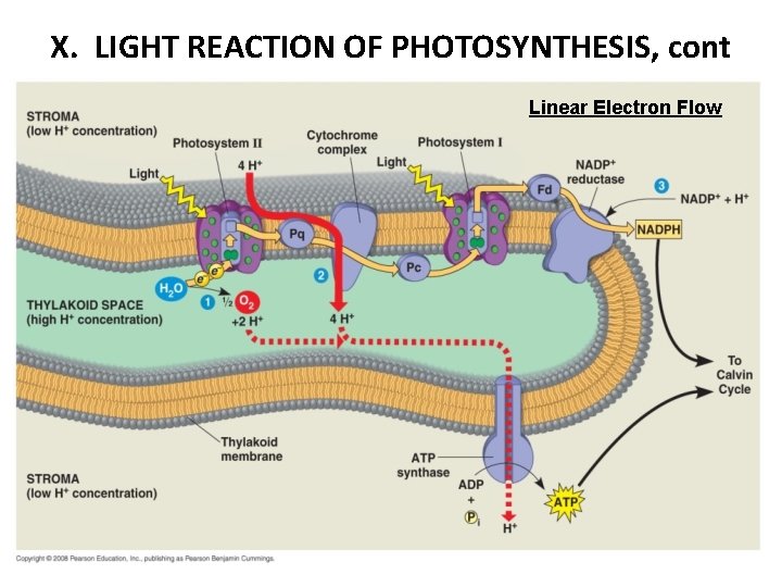 X. LIGHT REACTION OF PHOTOSYNTHESIS, cont Linear Electron Flow 