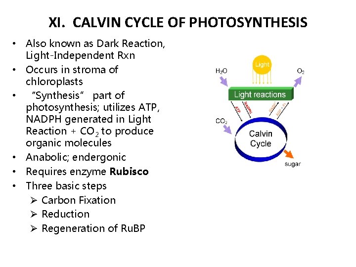XI. CALVIN CYCLE OF PHOTOSYNTHESIS • Also known as Dark Reaction, Light-Independent Rxn •