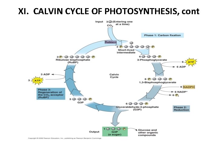 XI. CALVIN CYCLE OF PHOTOSYNTHESIS, cont 