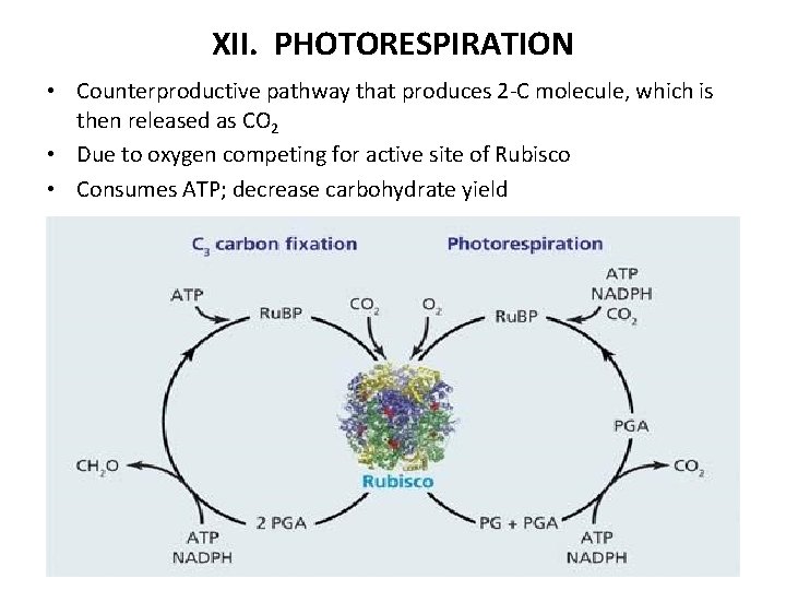 XII. PHOTORESPIRATION • Counterproductive pathway that produces 2 -C molecule, which is then released