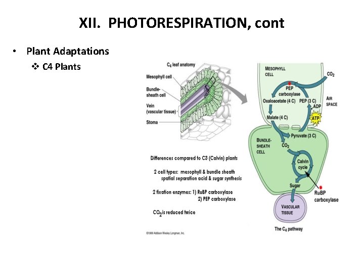 XII. PHOTORESPIRATION, cont • Plant Adaptations v C 4 Plants 