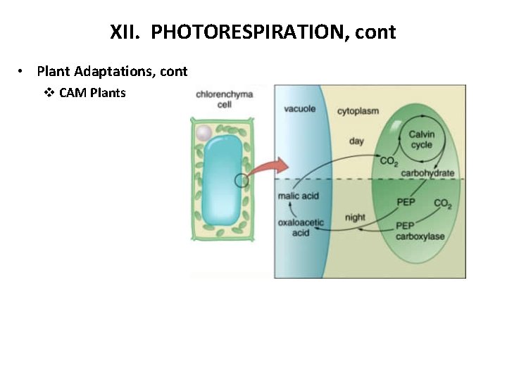 XII. PHOTORESPIRATION, cont • Plant Adaptations, cont v CAM Plants 