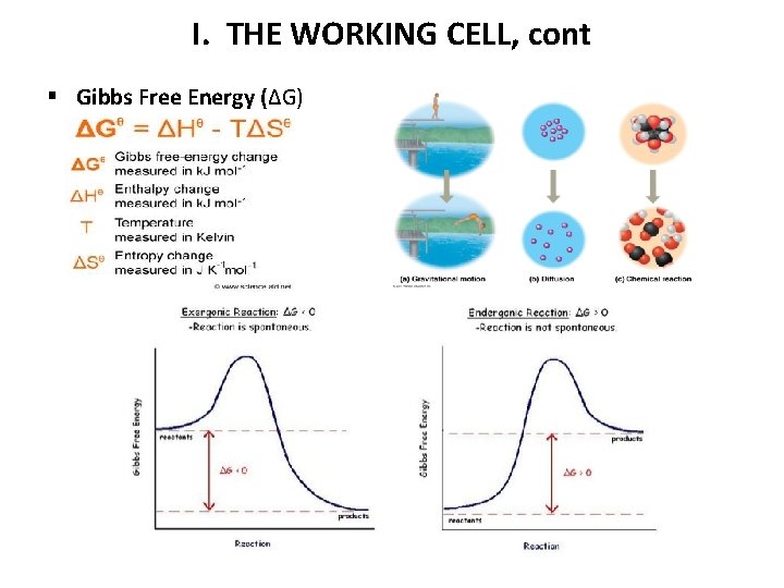 I. THE WORKING CELL, cont § Gibbs Free Energy (ΔG) 