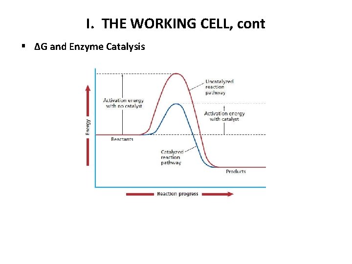 I. THE WORKING CELL, cont § ΔG and Enzyme Catalysis 