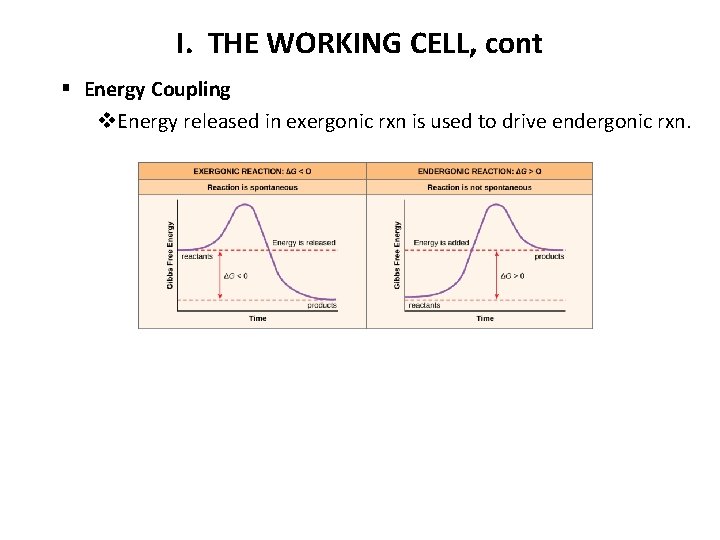 I. THE WORKING CELL, cont § Energy Coupling v. Energy released in exergonic rxn
