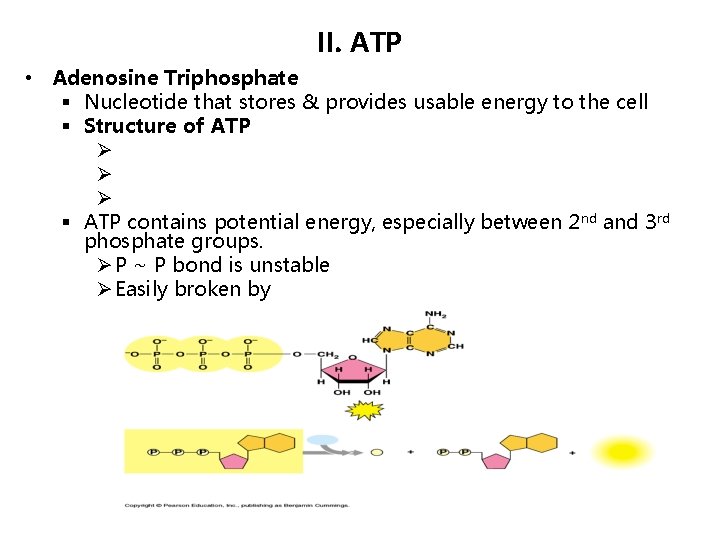 II. ATP • Adenosine Triphosphate § Nucleotide that stores & provides usable energy to