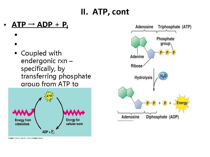 II. ATP, cont • ATP → ADP + Pi § § § Coupled with