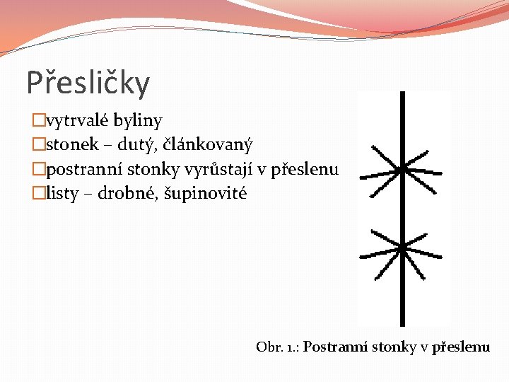 Přesličky �vytrvalé byliny �stonek – dutý, článkovaný �postranní stonky vyrůstají v přeslenu �listy –