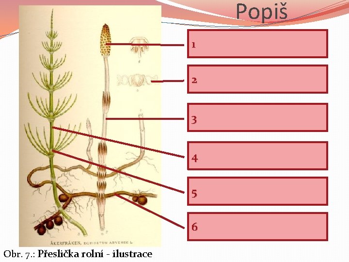 Popiš 1 2 3 4 5 6 Obr. 7. : Přeslička rolní - ilustrace