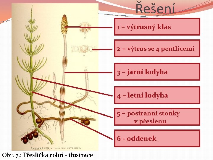 Řešení 1 – výtrusný klas 2 – výtrus se 4 pentlicemi 3 – jarní