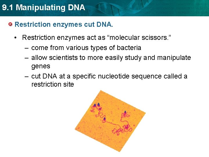 9. 1 Manipulating DNA Restriction enzymes cut DNA. • Restriction enzymes act as “molecular