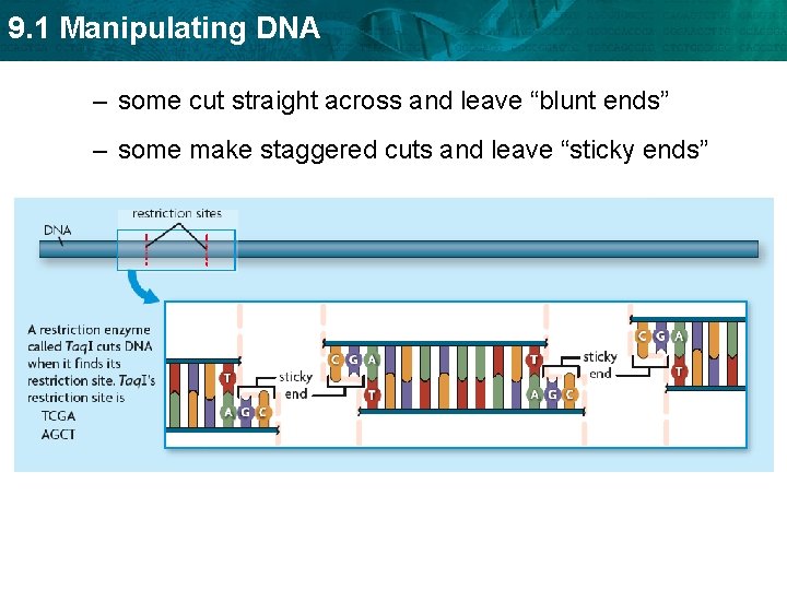 9. 1 Manipulating DNA – some cut straight across and leave “blunt ends” –