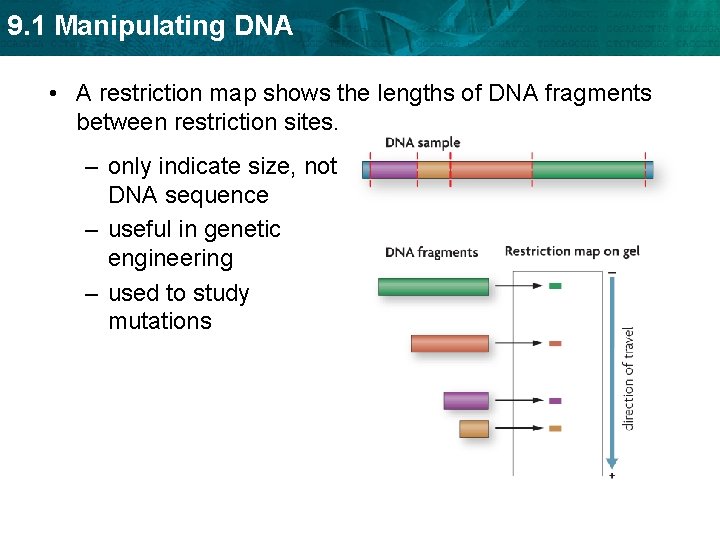 9. 1 Manipulating DNA • A restriction map shows the lengths of DNA fragments
