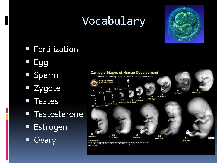 Vocabulary Fertilization Egg Sperm Zygote Testes Testosterone Estrogen Ovary 