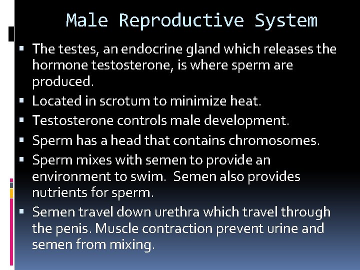 Male Reproductive System The testes, an endocrine gland which releases the hormone testosterone, is