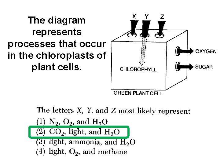 The diagram represents processes that occur in the chloroplasts of plant cells. 