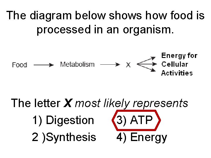 The diagram below shows how food is processed in an organism. The letter X