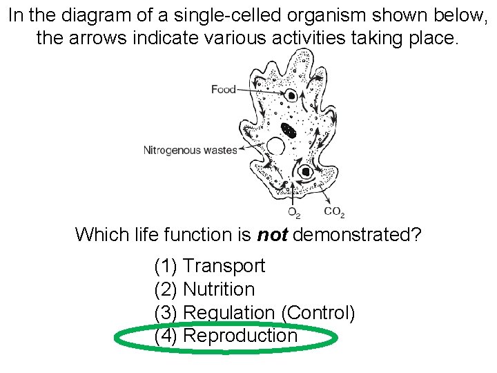 In the diagram of a single-celled organism shown below, the arrows indicate various activities