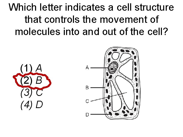 Which letter indicates a cell structure that controls the movement of molecules into and