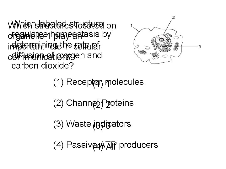 Whichstructures labeled structure Which located on regulates 1 homeostasis by organelle play an determining