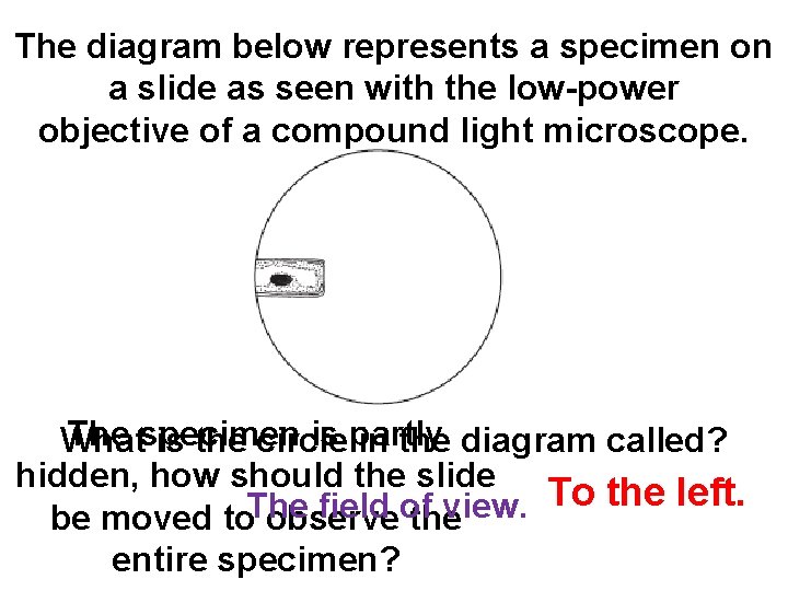 The diagram below represents a specimen on a slide as seen with the low-power